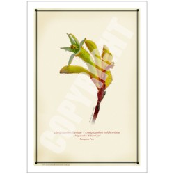133 Kangaroo Paw (Anigozanthos 'Yellow Gem') - 5″ × 7″ Blank Greeting Card With Envelope