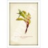 133 Kangaroo Paw (Anigozanthos 'Yellow Gem') - 5″ × 7″ Blank Greeting Card With Envelope