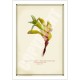133 Kangaroo Paw (Anigozanthos 'Yellow Gem') - 5″ × 7″ Blank Greeting Card With Envelope