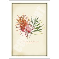 135 Grevillea 'Superb' - 5″ × 7″ Blank Greeting Card With Envelope
