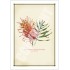 135 Grevillea 'Superb' - 5″ × 7″ Blank Greeting Card With Envelope