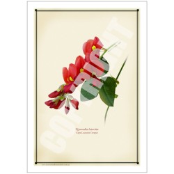 137 Cape Leeuwin Creeper (Kennedia lateritia) - 5″ × 7″ Blank Greeting Card With Envelope