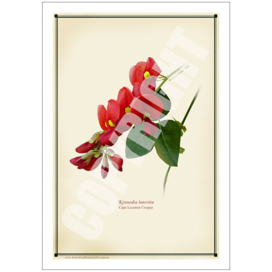 137 Cape Leeuwin Creeper (Kennedia lateritia) - 5″ × 7″ Blank Greeting Card With Envelope