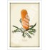 154 Ashby's Banksia (Banksia ashbyi) - 5″ × 7″ Blank Greeting Card With Envelope