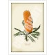 154 Ashby's Banksia (Banksia ashbyi) - 5″ × 7″ Blank Greeting Card With Envelope