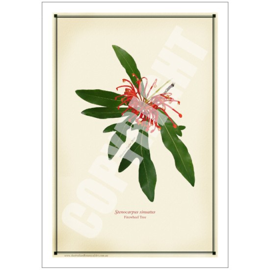 155 Firewheel Tree (Stenocarpus sinuatus) - 5″ × 7″ Blank Greeting Card With Envelope