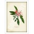 155 Firewheel Tree (Stenocarpus sinuatus) - 5″ × 7″ Blank Greeting Card With Envelope