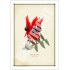 160 Sturt's Desert Pea (Swainsona formosa) - 5″ × 7″ Blank Greeting Card With Envelope