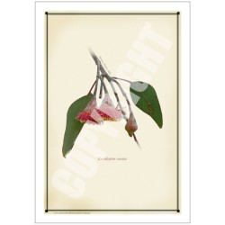 161 Eucalyptus caesia - 5″ × 7″ Blank Greeting Card With Envelope