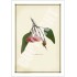 161 Eucalyptus caesia - 5″ × 7″ Blank Greeting Card With Envelope