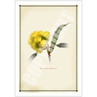 162 Eucalyptus erythrocorys - 5″ × 7″ Blank Greeting Card With Envelope