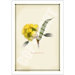 162 Eucalyptus erythrocorys - 5″ × 7″ Blank Greeting Card With Envelope