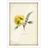162 Eucalyptus erythrocorys - 5″ × 7″ Blank Greeting Card With Envelope
