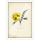 162 Eucalyptus erythrocorys - 5″ × 7″ Blank Greeting Card With Envelope