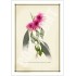 164 Eucalyptus leucoxylon subsp. megalocarpa 'Rosea' - 5″ × 7″ Blank Greeting Card With Envelope
