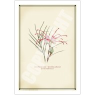 188 Grevillea 'Bulli Princess' - 5″ × 7″ Blank Greeting Card With Envelope