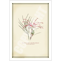 188 Grevillea 'Bulli Princess' - 5″ × 7″ Blank Greeting Card With Envelope