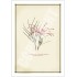 188 Grevillea 'Bulli Princess' - 5″ × 7″ Blank Greeting Card With Envelope