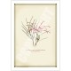 188 Grevillea 'Bulli Princess' - 5″ × 7″ Blank Greeting Card With Envelope