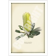192 Coast Banksia Flower (Banksia integrifolia) - 5″ × 7″ Blank Greeting Card With Envelope