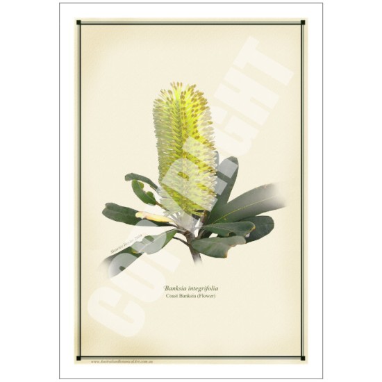 192 Coast Banksia Flower (Banksia integrifolia) - 5″ × 7″ Blank Greeting Card With Envelope