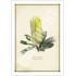 192 Coast Banksia Flower (Banksia integrifolia) - 5″ × 7″ Blank Greeting Card With Envelope