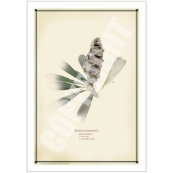 194 Coast Banksia Seed Cone and Leaf (Banksia integrifolia) - 5″ × 7″ Blank Greeting Card With Envelope