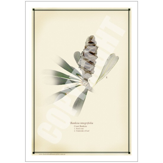 194 Coast Banksia Seed Cone and Leaf (Banksia integrifolia) - 5″ × 7″ Blank Greeting Card With Envelope