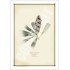 194 Coast Banksia Seed Cone and Leaf (Banksia integrifolia) - 5″ × 7″ Blank Greeting Card With Envelope