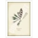194 Coast Banksia Seed Cone and Leaf (Banksia integrifolia) - 5″ × 7″ Blank Greeting Card With Envelope