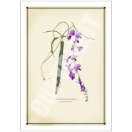 203 Hardenbergia violacea - 5″ × 7″ Blank Greeting Card With Envelope