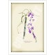 203 Hardenbergia violacea - 5″ × 7″ Blank Greeting Card With Envelope