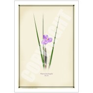 204 Day Iris (Patersonia fragilis) - 5″ × 7″ Blank Greeting Card With Envelope