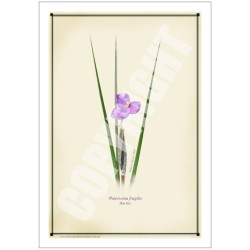 204 Day Iris (Patersonia fragilis) - 5″ × 7″ Blank Greeting Card With Envelope