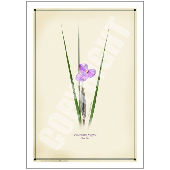 204 Day Iris (Patersonia fragilis) - 5″ × 7″ Blank Greeting Card With Envelope