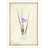 204 Day Iris (Patersonia fragilis) - 5″ × 7″ Blank Greeting Card With Envelope