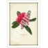 205 Waratah (Telopea speciosissima) - 5″ × 7″ Blank Greeting Card With Envelope