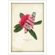 205 Waratah (Telopea speciosissima) - 5″ × 7″ Blank Greeting Card With Envelope