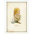 223 Hairpin Banksia (Banksia spinulosa) - 5″ × 7″ Blank Greeting Card With Envelope