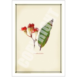 224 Corymbia ficifolia - 5″ × 7″ Blank Greeting Card With Envelope