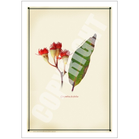 224 Corymbia ficifolia - 5″ × 7″ Blank Greeting Card With Envelope