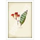 224 Corymbia ficifolia - 5″ × 7″ Blank Greeting Card With Envelope