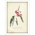 229 Eucalyptus leucoxylon subsp. petiolaris - 5″ × 7″ Blank Greeting Card With Envelope