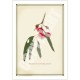 229 Eucalyptus leucoxylon subsp. petiolaris - 5″ × 7″ Blank Greeting Card With Envelope