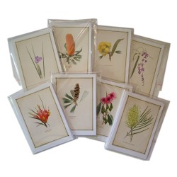 188 Grevillea 'Bulli Princess' - 5″ × 7″ Blank Greeting Card With Envelope