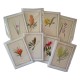 010 Bottlebrush (Callistemon) - 5″ × 7″ Blank Greeting Card With Envelope