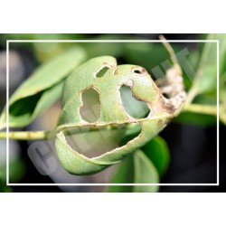Smiling Suimen Leaf - 7″ × 5″ Blank Greeting Card With Envelope