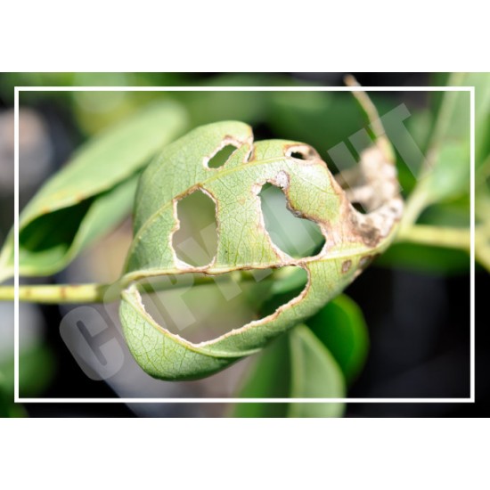 Smiling Suimen Leaf - 7″ × 5″ Blank Greeting Card With Envelope