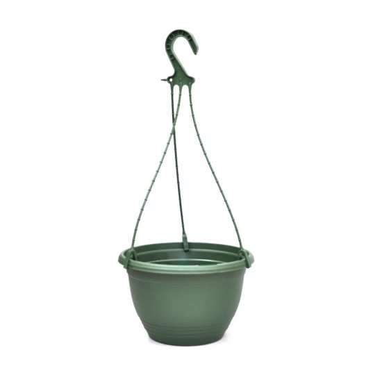 Jiaogulan (Gynostemma pentaphyllum) in 200 mm Green Hanging Basket