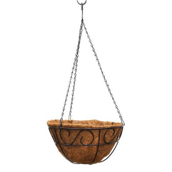 Rhipsalis pilocarpa in 305 mm Metal Scrollwork Hanging Basket with Removeable Hanger